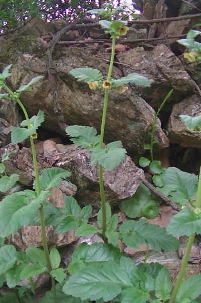 Cucullia (Shargacucullia) scrophulariphaga, Noctuidae